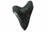 Fossil Megalodon Tooth - South Carolina #153833-1